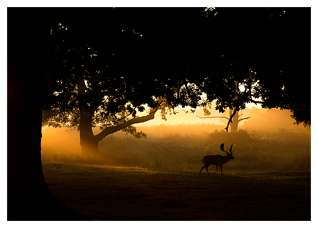 Fallow-Deer-Buck-at-dawn-1