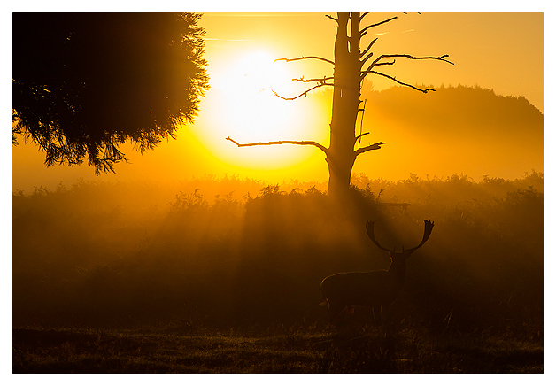Fallow-Deer-Buck-at-dawn