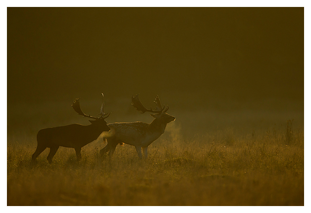Fallow-Deer-bucks-parallel-walking