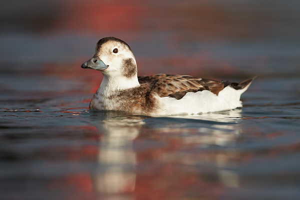 Female-Long-Tailed-Duck