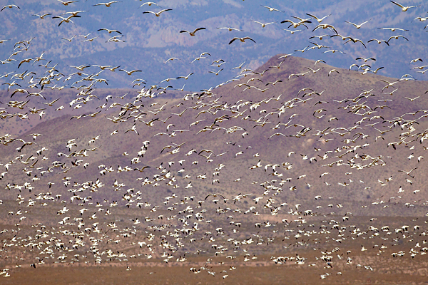 Fly-past600