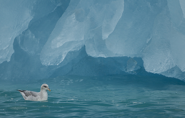 Fulmar-and-Blue-Iceberg1 (1)