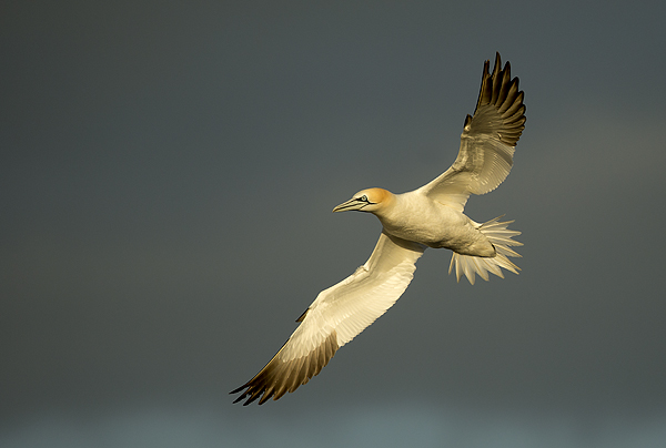 Gannet-in-Flight-1