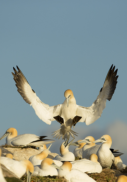 Gannet-in-Flight-11