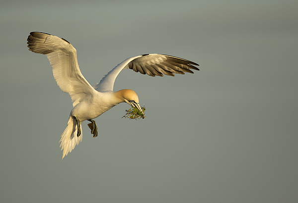 Gannet-in-Flight-6