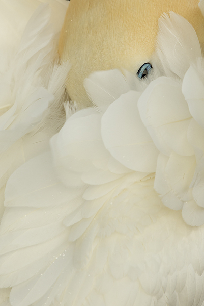 Gannet-preening