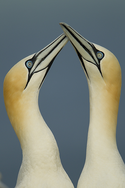 Gannets-Displaying-1