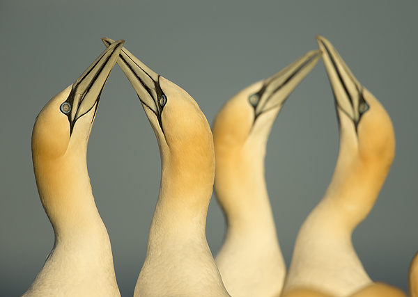 Gannets-Displaying-5