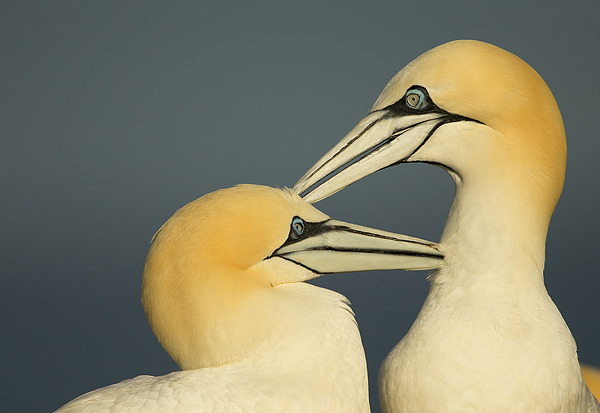 Gannets-preening-2
