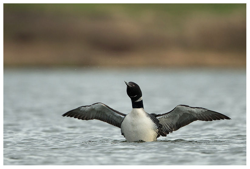 Great-northern-diver