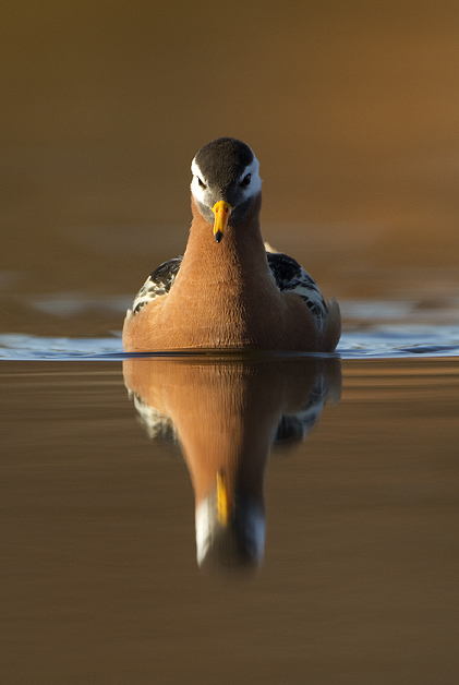 Grey-Phalarope-21