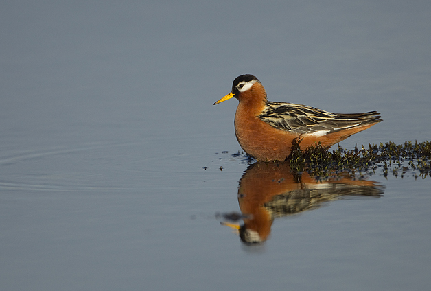 Grey-Phalarope1