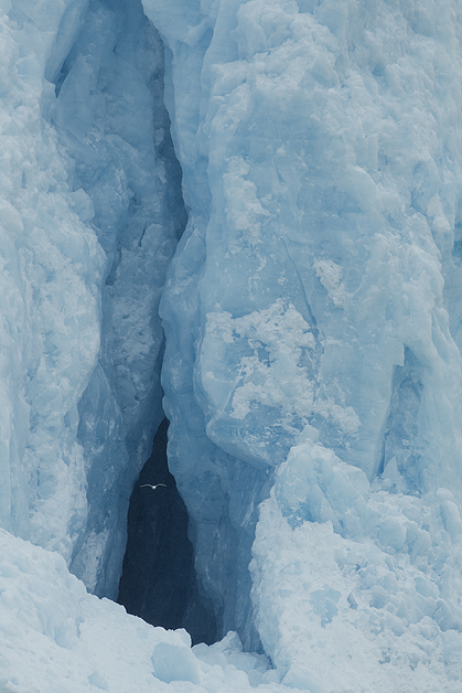 Ice-wall-and-Gull1