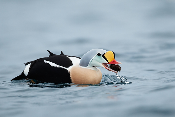 King-Eider-with-urchin