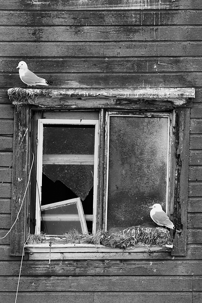 Kittiwake-BW
