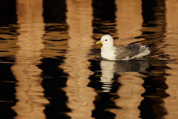 Kittiwake-in-harbour