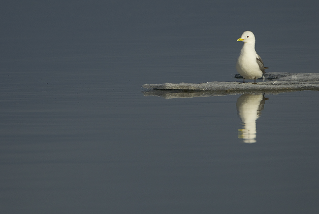 Kittiwake-on-Ice-11
