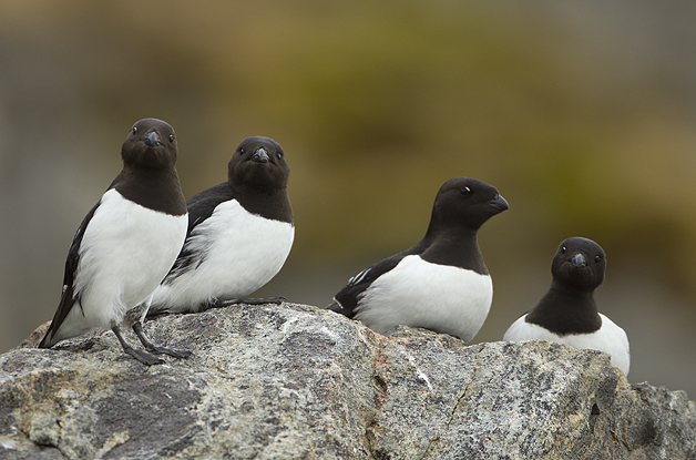 Little-Auks1