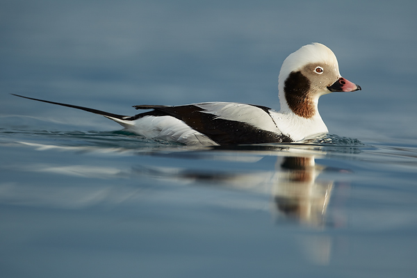 Long-Tailed-Duck-clear