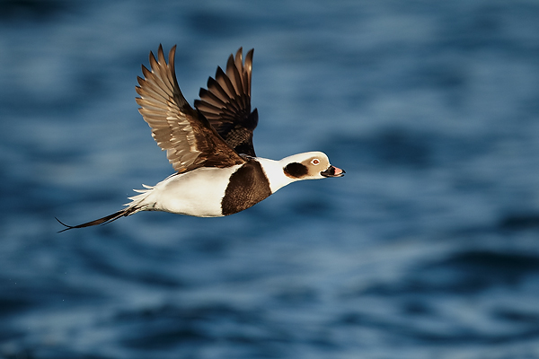 Long-Tailed-Duck-flight
