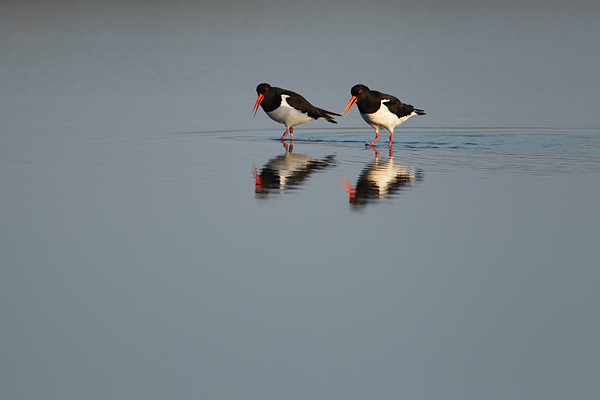 Oystercatchers