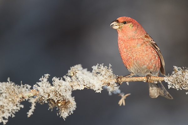 Pine-Grosbeak-2