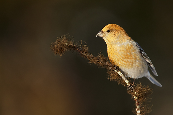 Pine-Grosbeak-Female