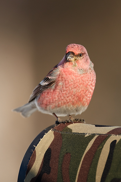 Pine-Grosbeak-on-lens