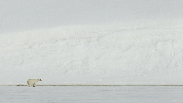 Polar-Bear-1