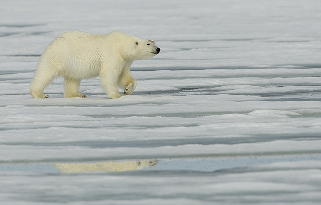 Polar-Bear-hunting-for-Seals-11