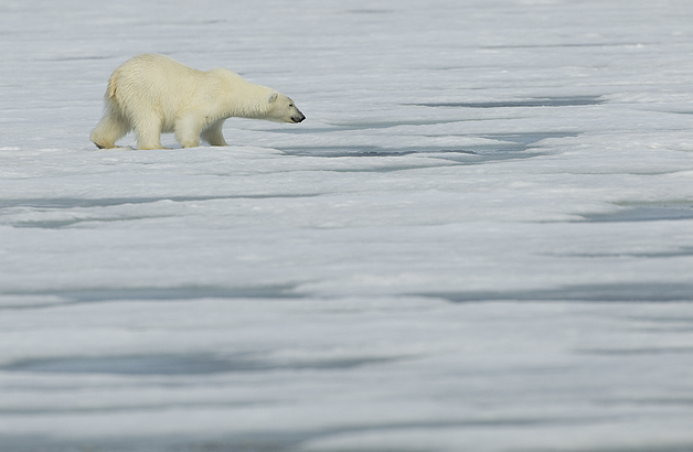 Polar-Bear-hunting-for-Seals1