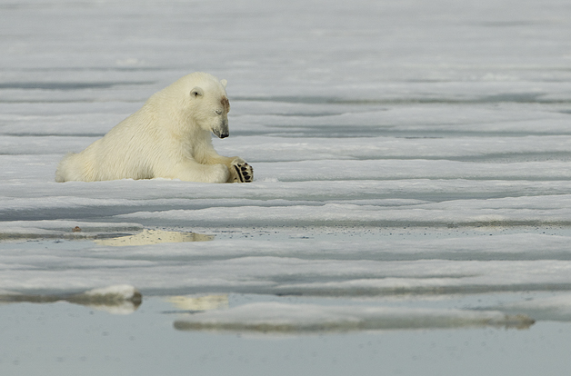 Polar-Bear-resting1