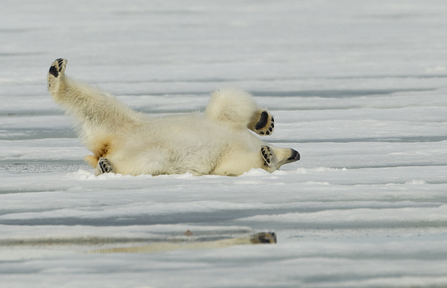 Polar-Bear-rolling1