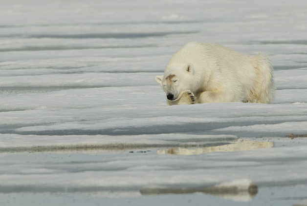 Polar-Bear-sleeping1