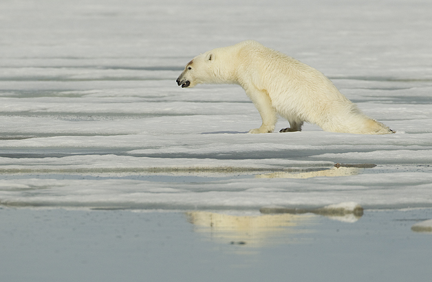 Polar-Bear-stretching-11