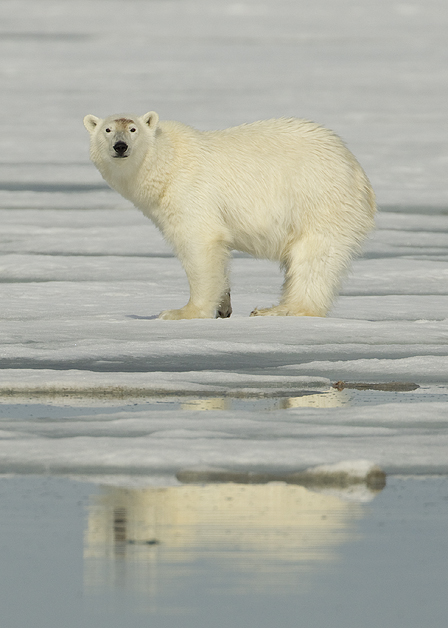 Polar-Bear1