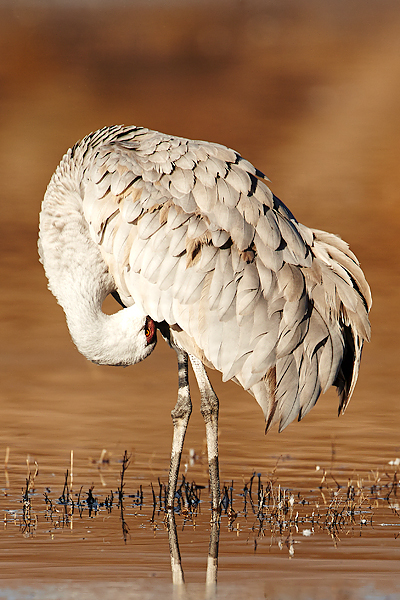 Preening-Sandhill-Crane600