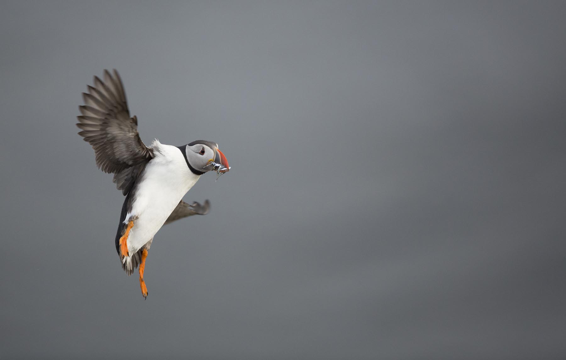 Puffin-28-6-13-RAW_6893