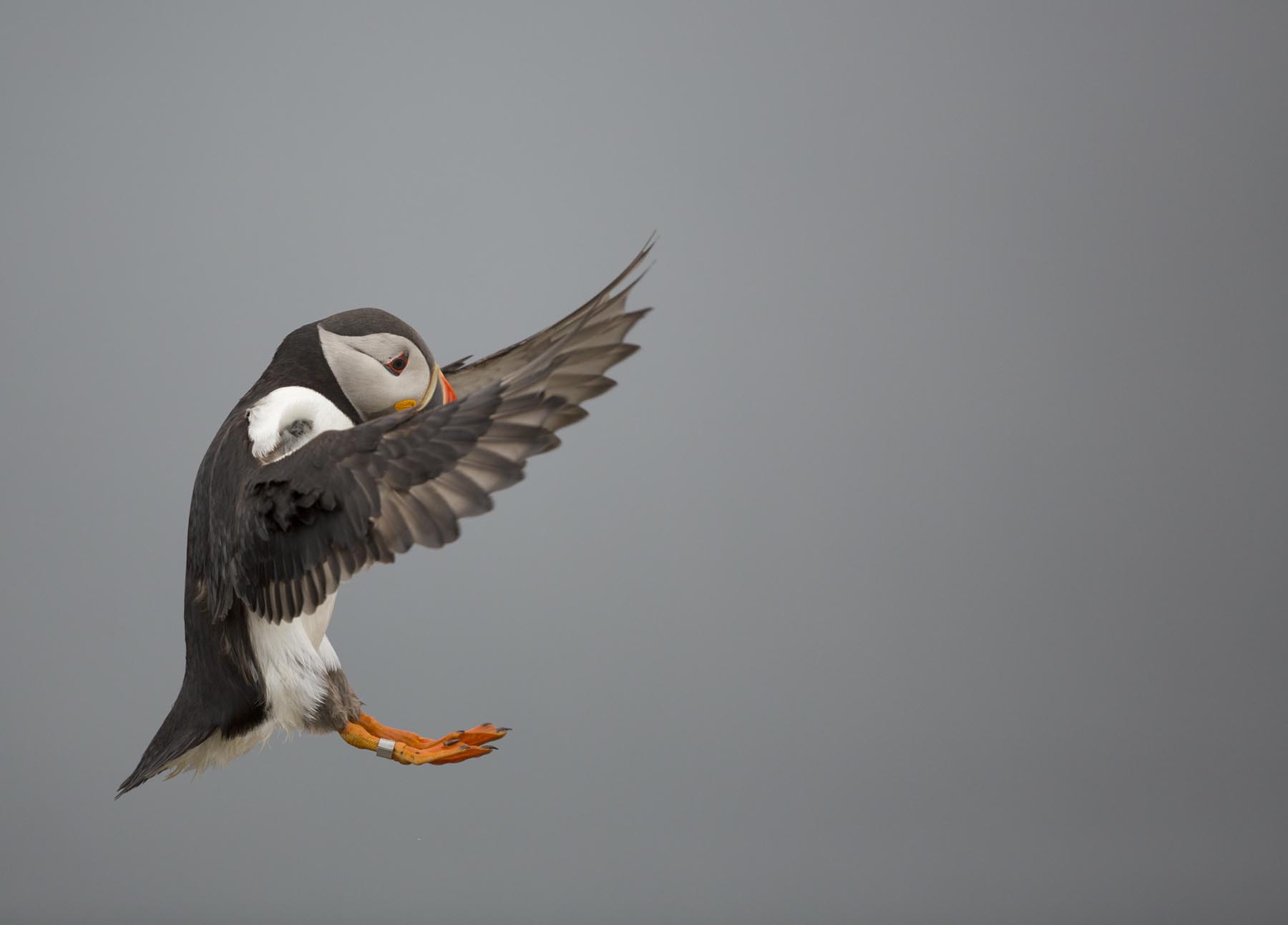 Puffin-28-6-13-RAW_6972