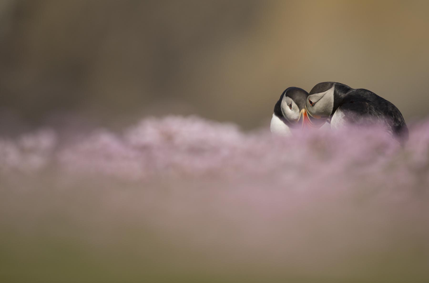 Puffin-28-6-13-RAW_7028