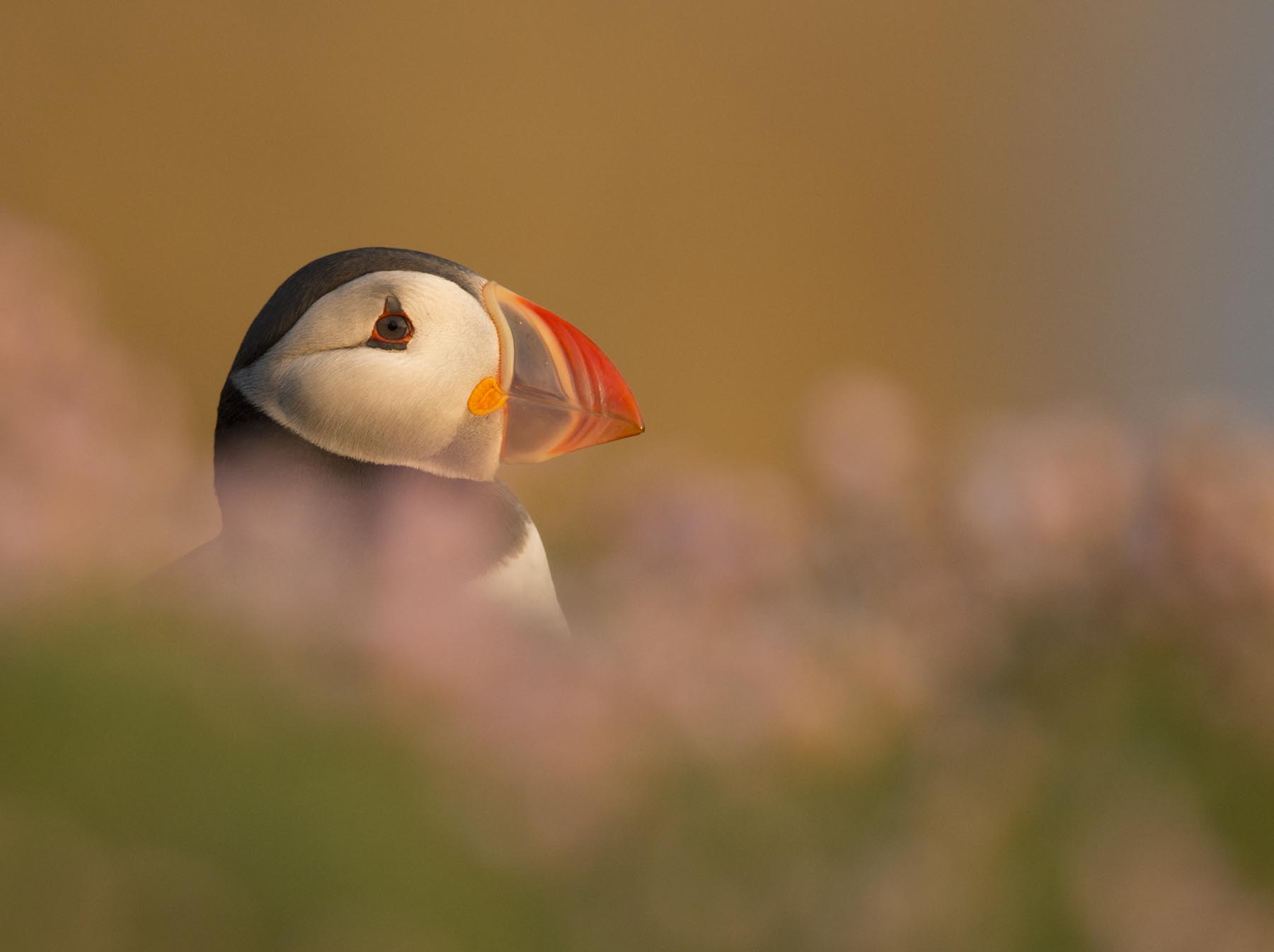 Puffin-28-6-13-RAW_7168