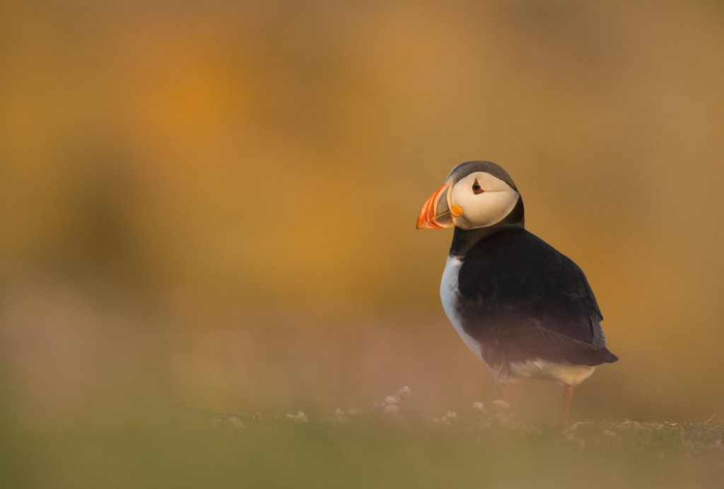 Puffin-28-6-13-RAW_7169-1024x692