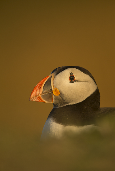 Puffin