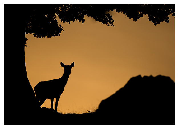 Red-Deer-Hind-at-dusk