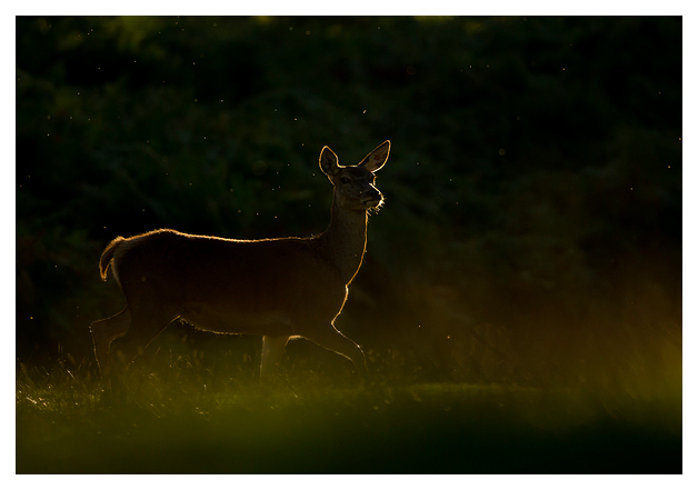 Red-Deer-Hind