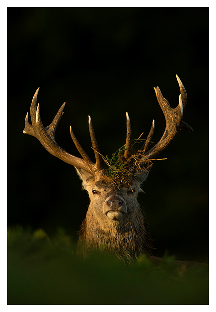 Red-Deer-Stag-1