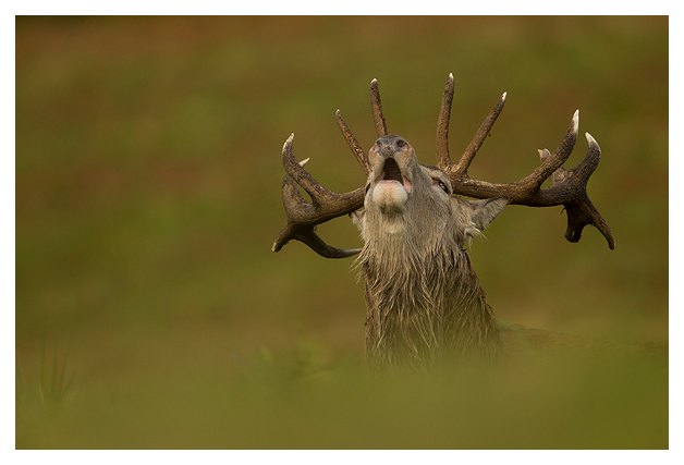 Red-Deer-Stag-Roaring-1