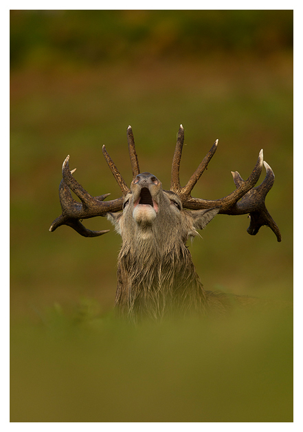 Red-Deer-Stag-Roaring-2