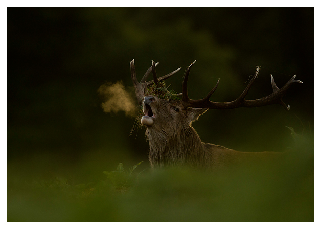 Red-Deer-Stag-Roaring-3