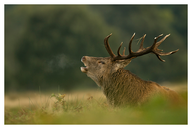 Red-Deer-Stag-Roaring-4